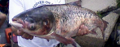 062410carp.jpg