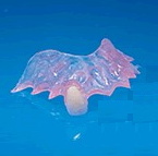 flipper-v.jpg