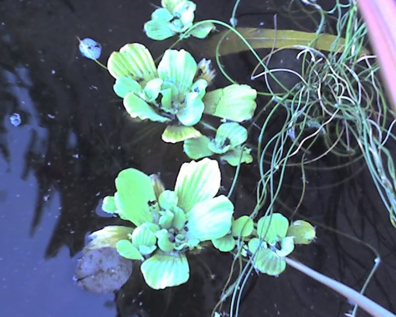 pond7.jpg