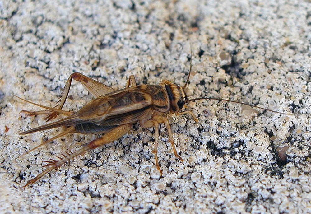 house-cricket.jpg