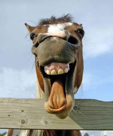 smiling_horse3.jpg