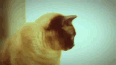 5TrXF.gif