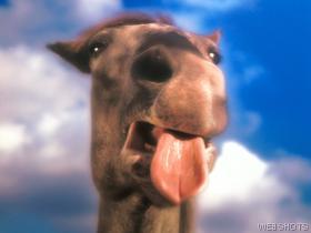 Horse%20yuck.jpg