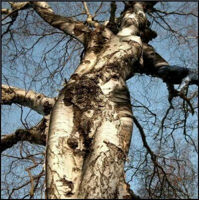 posing%20tree.jpg