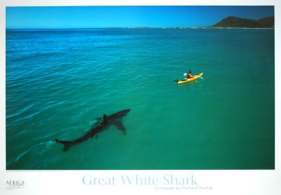 shark-Greatwhitekayak.jpg