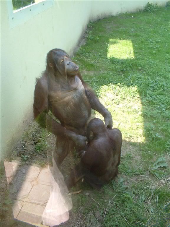 monkeybj2.jpg
