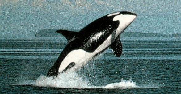 orca.jpg