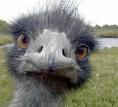 ostrich-743207.jpg