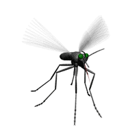mosquito-005.gif