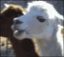 aroused goat GIF aroused goat GIF
