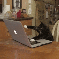 Cat Working GIF Cat Working GIF